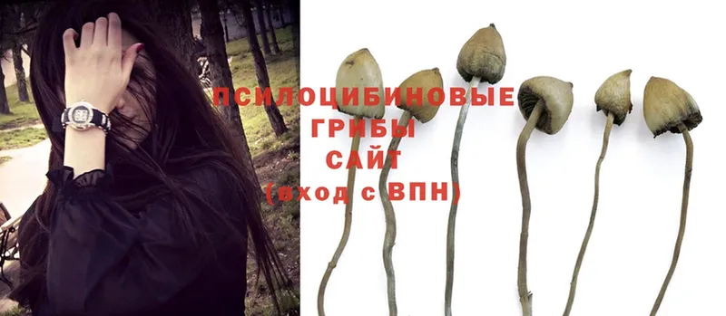 Галлюциногенные грибы Psilocybe  Липецк 